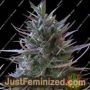 Nepal Mist by Ace Seeds Cannabis Seeds For Sale at Just Feminized