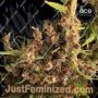 Purple Pakistani Haze by Ace Seeds Cannabis Seeds For Sale at Just Feminized