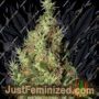 Thai A5 Haze by Ace Seeds Cannabis Seeds For Sale at Just Feminized