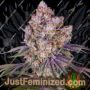 Acai Cake by Black Farm Genetix Cannabis Seeds For Sale at Just Feminized