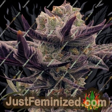 Bitch Glue by Black Farm Genetix Cannabis Seeds For Sale at Just Feminized