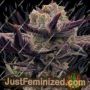 Bitch Glue by Black Farm Genetix Cannabis Seeds For Sale at Just Feminized