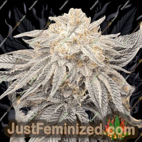 Josh Ghost by Black Farm Genetix Cannabis Seeds For Sale at Just Feminized