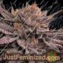 Lamponi 20 by Black Farm Genetix Cannabis Seeds For Sale at Just Feminized