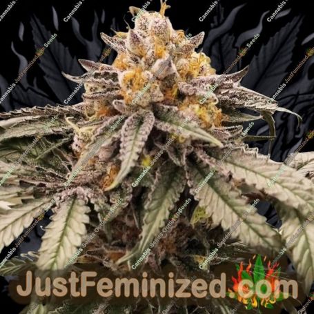 Lemon Acai by Black Farm Genetix Cannabis Seeds For Sale at Just Feminized