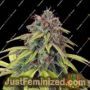 Lemon Crasher by Black Farm Genetix Cannabis Seeds For Sale at Just Feminized