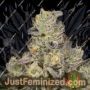 Sinaloa Cake by Black Farm Genetix Cannabis Seeds For Sale at Just Feminized