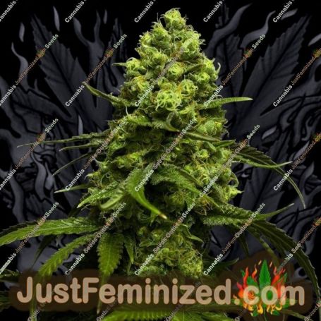 Amnesic Gorilla by Flash Seeds Cannabis Seeds For Sale at Just Feminized