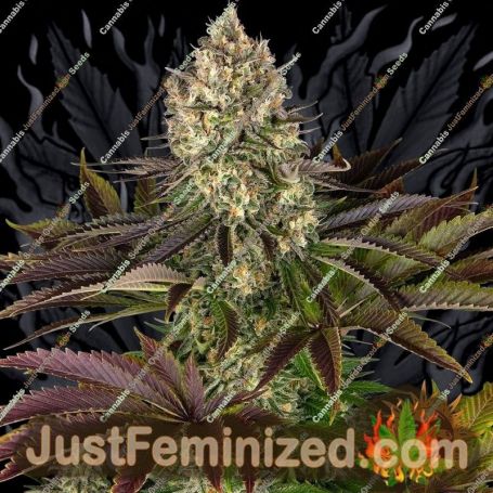 Biscotti by Barneys Farm Cannabis Seeds For Sale at Just Feminized