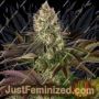 Biscotti by Barneys Farm Cannabis Seeds For Sale at Just Feminized