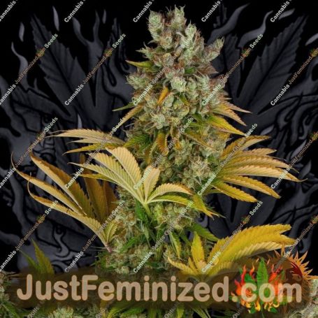 GMO by Barneys Farm Cannabis Seeds For Sale at Just Feminized