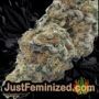 GMO by Barneys Farm Buds Weed Ganja Skunk Pot Reefer Dope Herb Pics Images