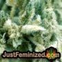 GMO by Barneys Farm THC CBD Close Up Trichomes Potency Yield Indica Sativa Strain Pic Images