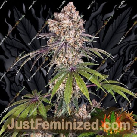 Ice Cream Cake by Barneys Farm Cannabis Seeds For Sale at Just Feminized