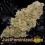 Ice Cream Cake by Barneys Farm Buds Weed Ganja Skunk Pot Reefer Dope Herb Pics Images