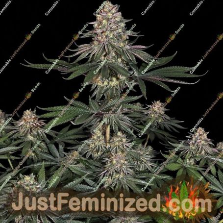 Lemon Drizzle by Barneys Farm Cannabis Seeds For Sale at Just Feminized