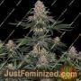Lemon Drizzle by Barneys Farm Cannabis Seeds For Sale at Just Feminized