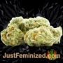 Lemon Drizzle by Barneys Farm Buds Weed Ganja Skunk Pot Reefer Dope Herb Pics Images