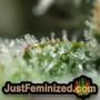 Lemon Drizzle by Barneys Farm THC CBD Close Up Trichomes Potency Yield Indica Sativa Strain Pic Images
