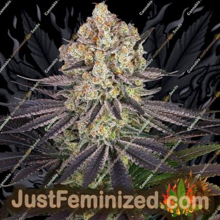 Runtz by Barneys Farm Cannabis Seeds For Sale at Just Feminized