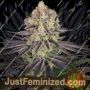 Runtz by Barneys Farm Cannabis Seeds For Sale at Just Feminized
