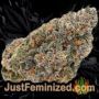 Runtz by Barneys Farm Buds Weed Ganja Skunk Pot Reefer Dope Herb Pics Images