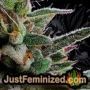 Runtz by Barneys Farm THC CBD Close Up Trichomes Potency Yield Indica Sativa Strain Pic Images