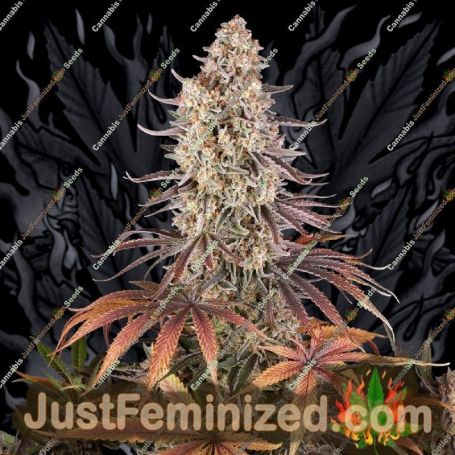 Sour Strawberry by Barneys Farm Cannabis Seeds For Sale at Just Feminized