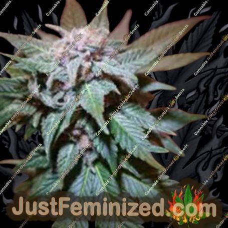 Skywalker Cookies by BSB Genetics Cannabis Seeds For Sale at Just Feminized