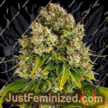Cheese Auto by Barneys Farm Cannabis Seeds For Sale at Just Feminized