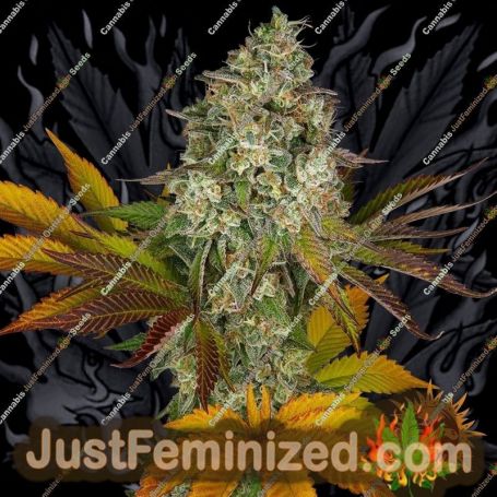 Cookies Kush Auto by Barneys Farm Cannabis Seeds For Sale at Just Feminized