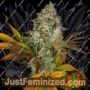 Cookies Kush Auto by Barneys Farm Cannabis Seeds For Sale at Just Feminized
