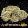 Cookies Kush Auto by Barneys Farm Buds Weed Ganja Skunk Pot Reefer Dope Herb Pics Images