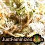 Cookies Kush Auto by Barneys Farm THC CBD Close Up Trichomes Potency Yield Indica Sativa Strain Pic Images