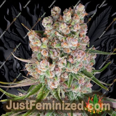 GMO Auto by Barneys Farm Cannabis Seeds For Sale at Just Feminized