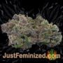 GMO Auto by Barneys Farm Buds Weed Ganja Skunk Pot Reefer Dope Herb Pics Images
