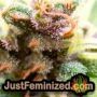 GMO Auto by Barneys Farm THC CBD Close Up Trichomes Potency Yield Indica Sativa Strain Pic Images
