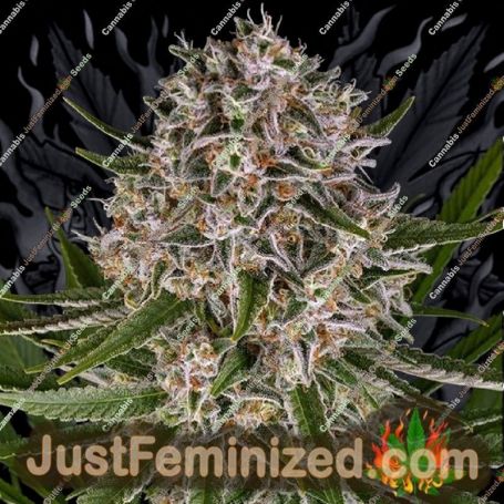 Lemon Haze Auto by Barneys Farm Cannabis Seeds For Sale at Just Feminized