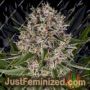 Lemon Haze Auto by Barneys Farm Cannabis Seeds For Sale at Just Feminized