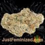 Lemon Haze Auto by Barneys Farm Buds Weed Ganja Skunk Pot Reefer Dope Herb Pics Images