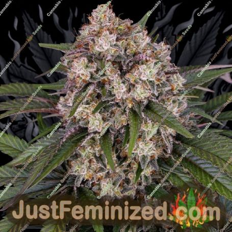 OG Kush Auto by Barneys Farm Cannabis Seeds For Sale at Just Feminized