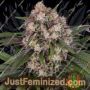 OG Kush Auto by Barneys Farm Cannabis Seeds For Sale at Just Feminized