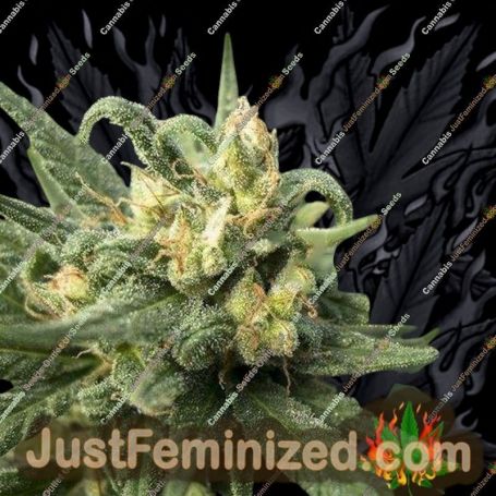 Solace by 710 Genetics Cannabis Seeds For Sale at Just Feminized