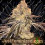 Wedding Cake by BSB Genetics Cannabis Seeds For Sale at Just Feminized