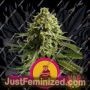 Wedding Cake by Royal Queen Cannabis Seeds For Sale at Just Feminized