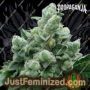 AvashAvash by Propaganja Seeds Cannabis Seeds For Sale at Just Feminized