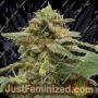 BIG Kahoona by Propaganja Seeds Cannabis Seeds For Sale at Just Feminized