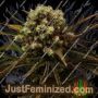 Diamante Citron Auto by Propaganja Seeds Cannabis Seeds For Sale at Just Feminized