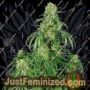 Calamity Jane by Buddha Seeds Cannabis Seeds For Sale at Just Feminized