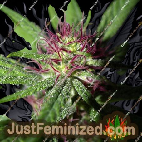 Gobsmacked Mandarine by Propaganja Seeds Cannabis Seeds For Sale at Just Feminized
